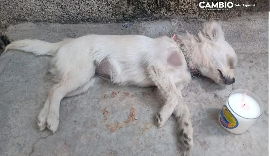 Crueldad animal imparable en Tehuacán: ahora vecino acribilla a perrita “Princesa”