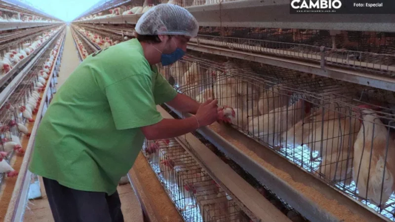 Asociación de Avicultores reporta caso de gripe aviar en Tehuacán