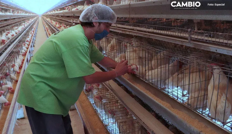Asociación de Avicultores reporta caso de gripe aviar en Tehuacán