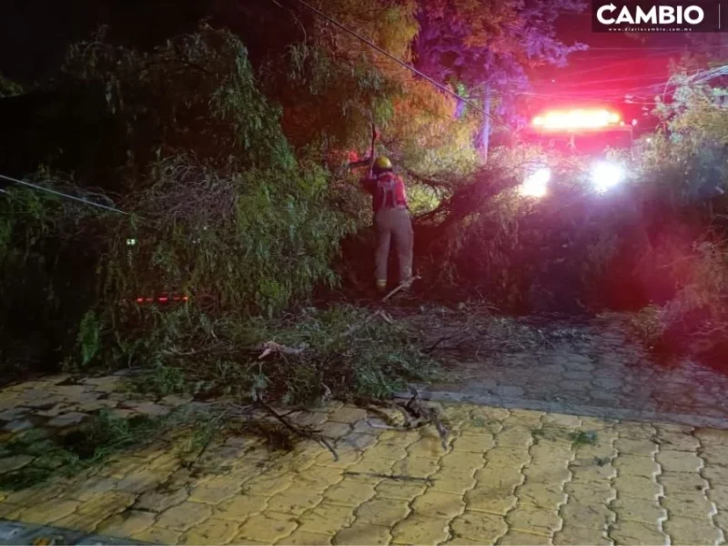 FOTOS: Tormenta eléctrica tira e incendia árboles en Tehuacán