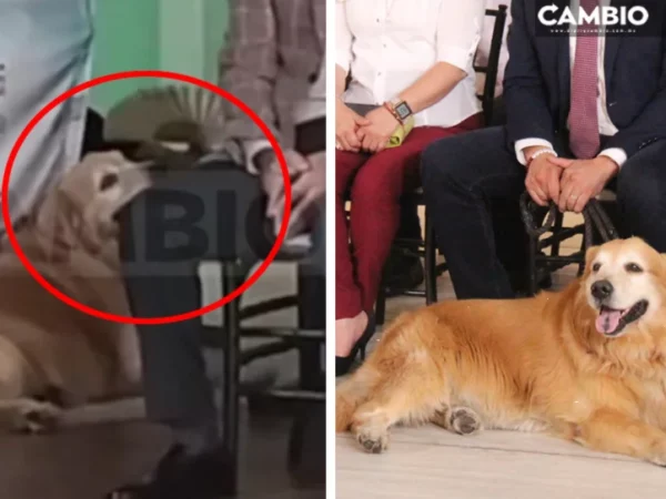 Tommy Armenta el perro más consentido del mundo: como fifí tiene quien le eche aire con abanico y ventilador (VIDEO)
