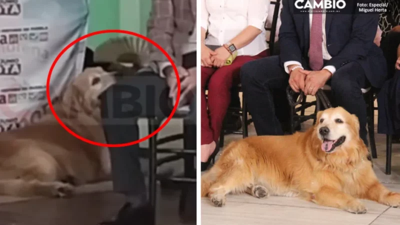 Tommy Armenta el perro más consentido del mundo: como fifí tiene quien le eche aire con abanico y ventilador