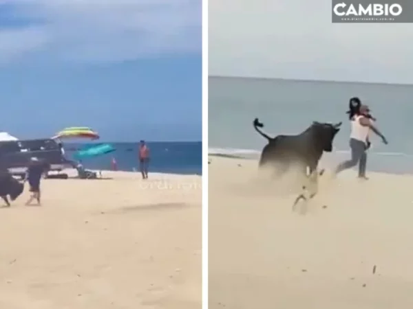 VIDEO: Toro de lidia embiste a turistas en playa de Los Cabos