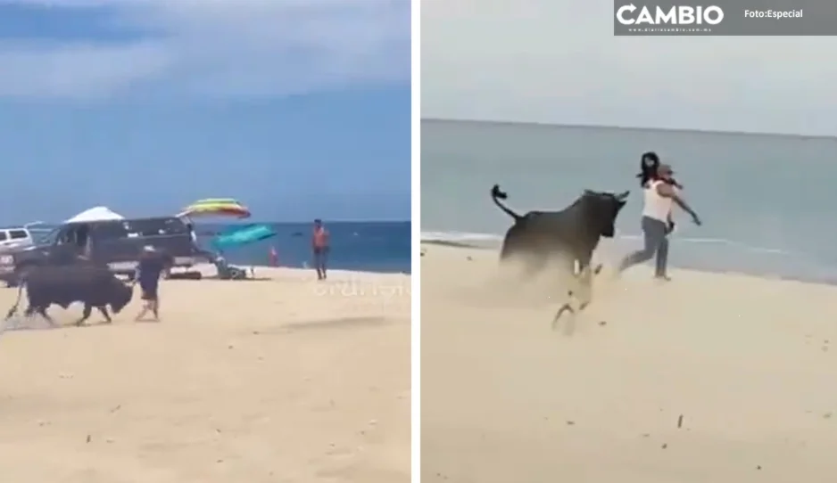 VIDEO: Toro de lidia embiste a turistas en playa de Los Cabos