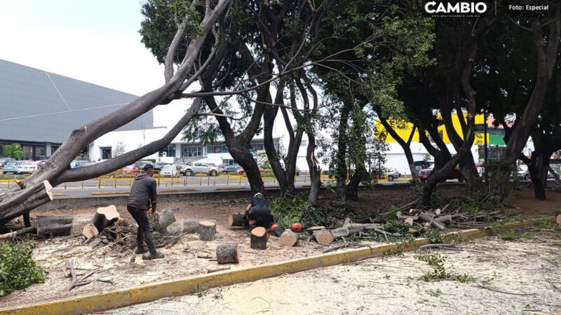 Son seis mil, y no 2 500, los árboles que presentan riesgo de caída: Medio Ambiente