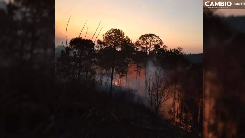 Incendios forestales han afectado 300 hectáreas en la Sierra Norte