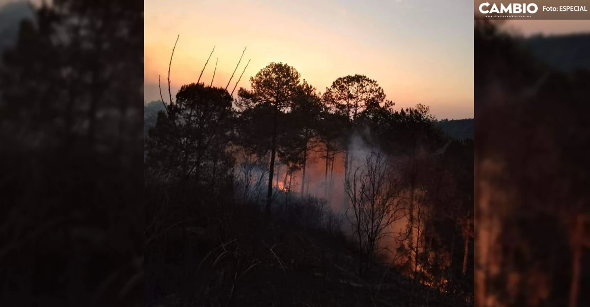 Incendios forestales han afectado 300 hectáreas en la Sierra Norte