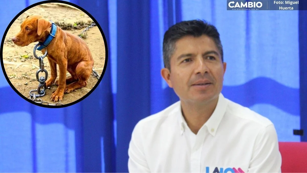 Lalo firma agenda animalista y recrimina única sentencia en Puebla por maltrato a mascotas (VIDEO)