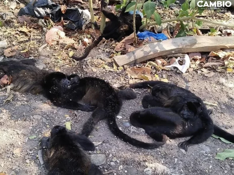 ¡Pobrecitos! Decenas de monos araña mueren por calor extremo en Tabasco (VIDEO)