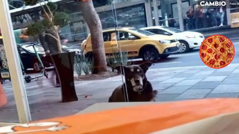 Dueños ponen placa a perro para que no le den pizza en CDMX