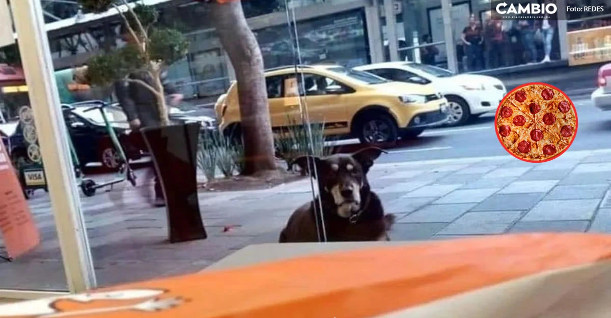 Dueños ponen placa a perrito para que no le den pizza en restaurante
