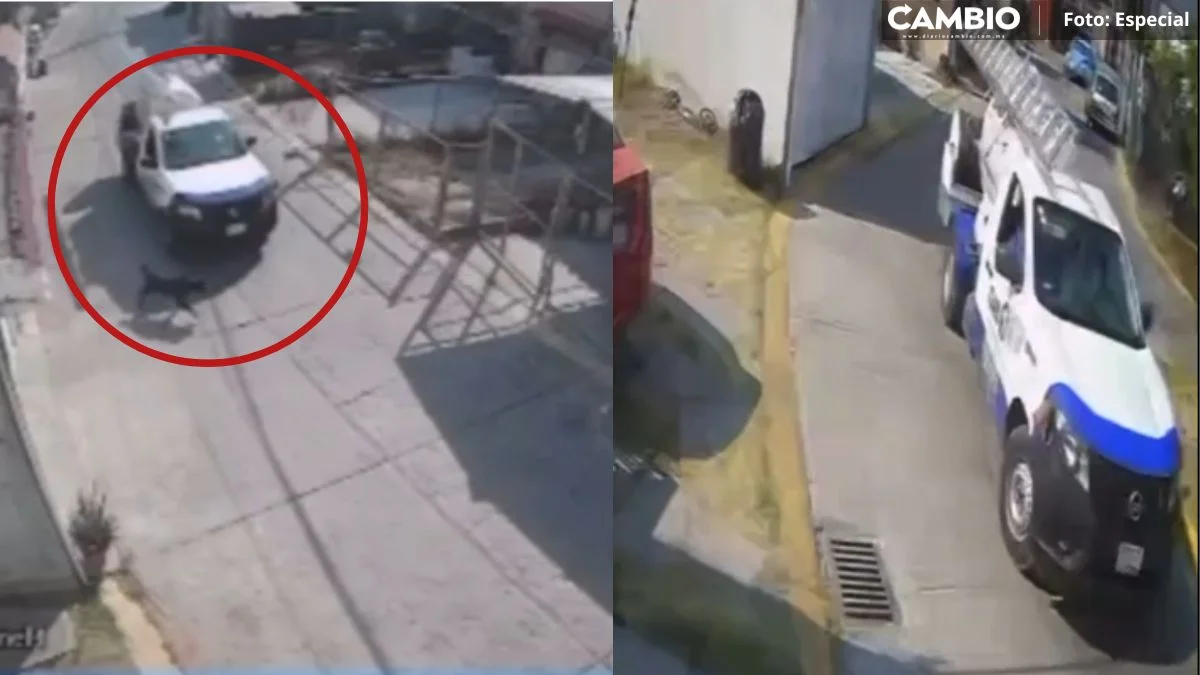 ¡Fue a propósito! Pipero desalmado atropella a perritos en San Andrés Cholula (VIDEO)