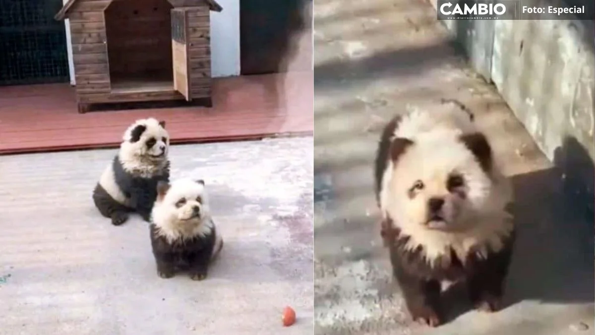 ¿Lo mejor de dos mundos o maltrato animal? Zoológico pinta a perritos como pandas para atraer visitas (VIDEO)