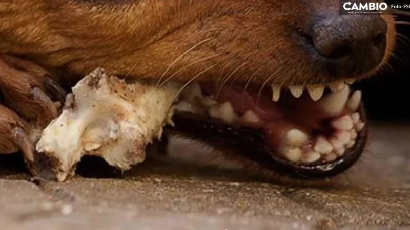 ¡Qué miedo! Perro descubre cadáver en estado de descomposición en Atlixco