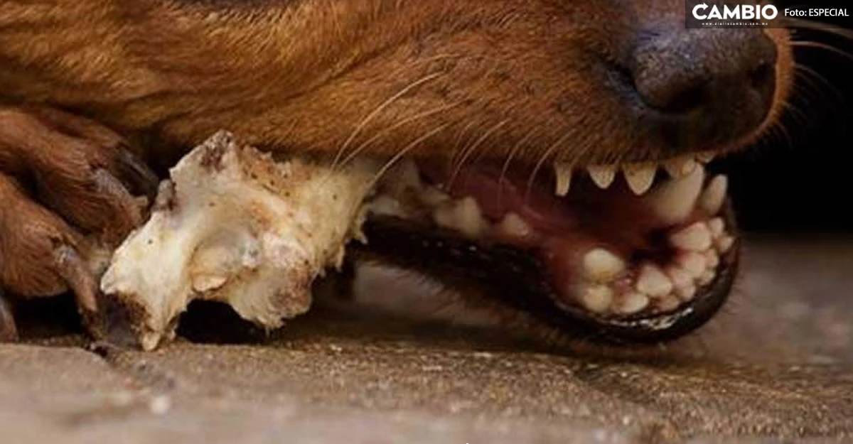 ¡Qué miedo! Perro descubre cadáver en estado de descomposición en Atlixco