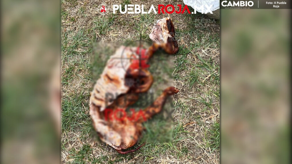 FUERTE FOTO: Hallan perro cocinado y devorado en basurero del CIS
