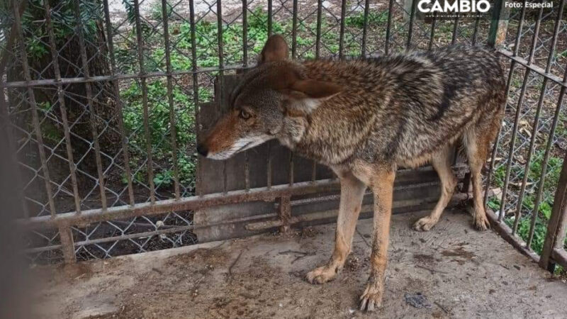Ejemplar de coyote rescatado en Tecamachalco es enviado a zoológico de Tecali