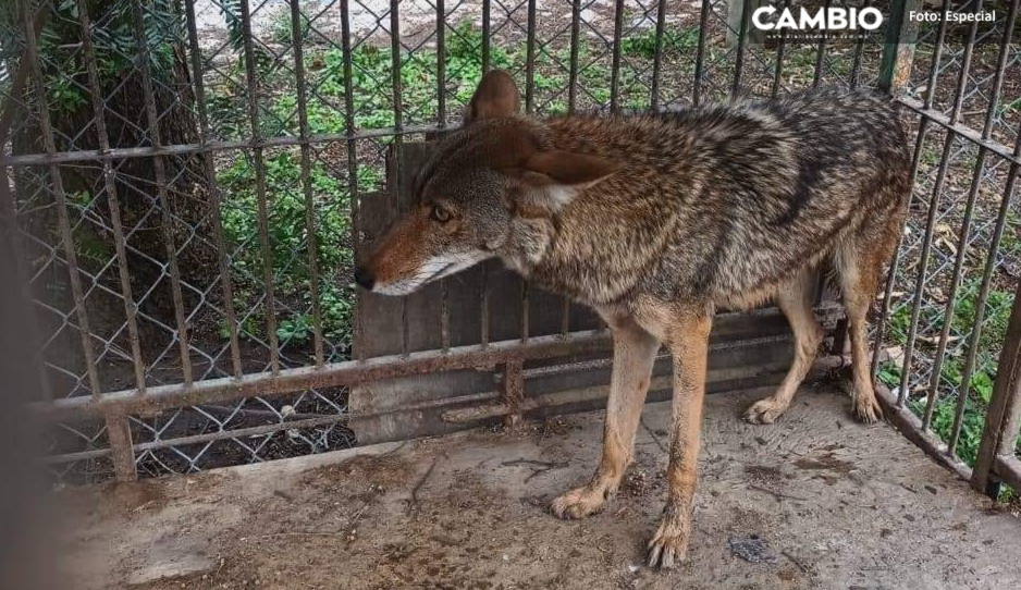 Ejemplar de coyote rescatado en Tecamachalco es enviado a zoológico de Tecali