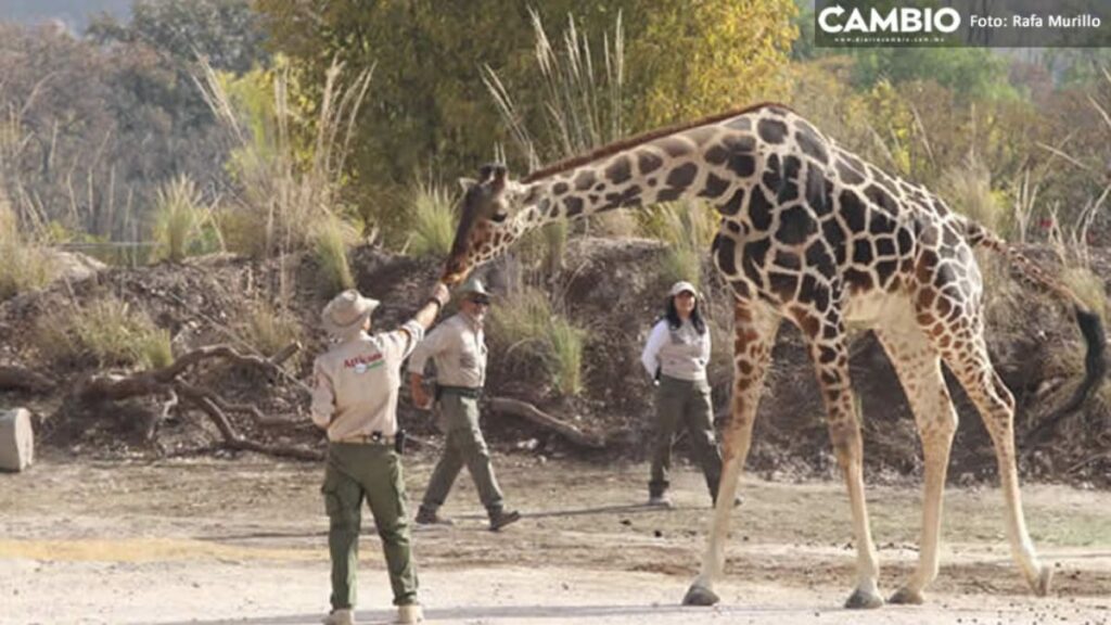 ¡Benito no puede tener bebés en Africam! Es ilegal que lo usen como semental, afirma activista