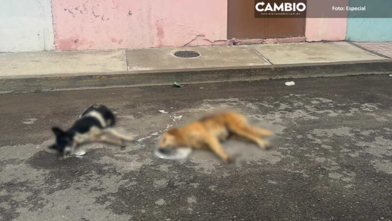 Desalmados envenenan a tres perritos en la colonia 3 de Mayo