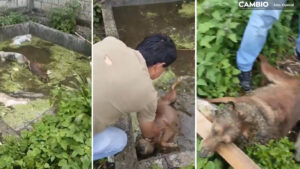 VIDEO FUERTE: Rescatan a perrito de morir ahogado en cisterna en construcción de Cabañas de Santa María