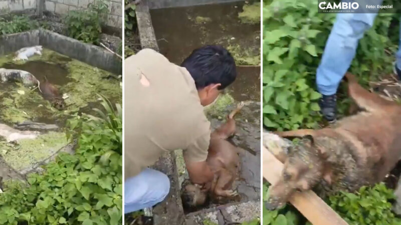 VIDEO FUERTE: Rescatan a perrito de morir ahogado en cisterna en construcción de Cabañas de Santa María