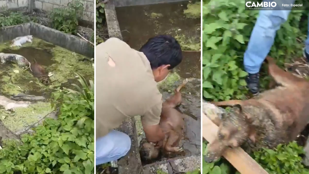 VIDEO FUERTE: Rescatan a perrito de morir ahogado en cisterna en construcción de Cabañas de Santa María