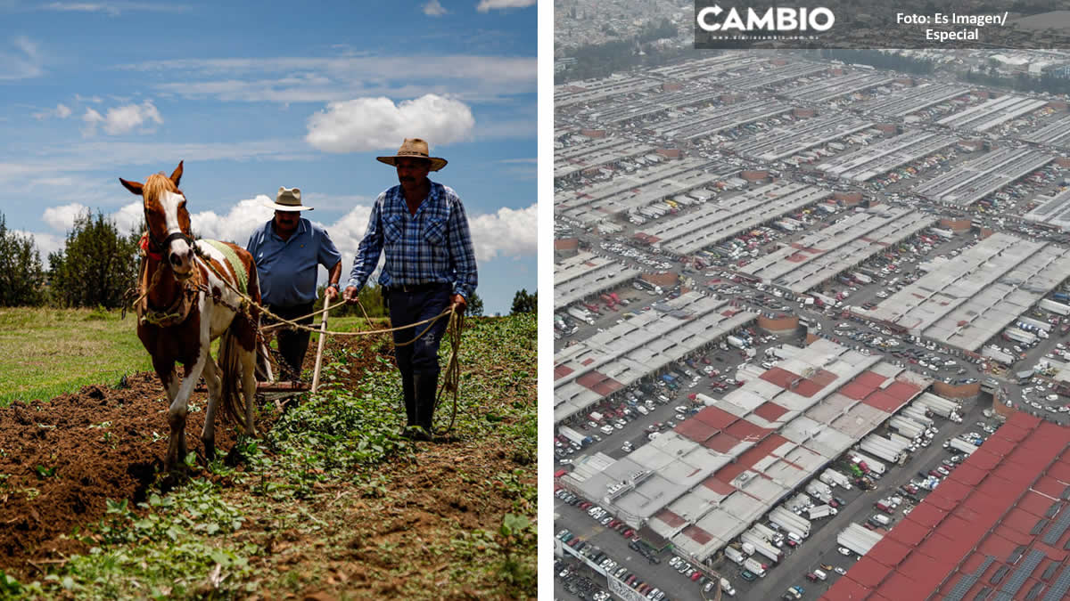 Productores poblanos podrán comercializar productos del campo en la Central de Abasto de la CDMX